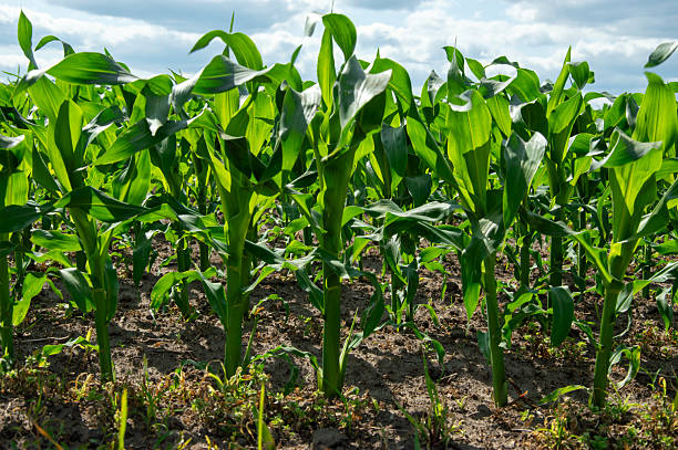 istock Corn plants grow tall in a lush field, reaching for the sunlight beneath a blue sky filled with clouds in the afternoon warmth 2223842144
