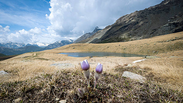 istock Alpine Spring at Campagneda Lake 2223842303