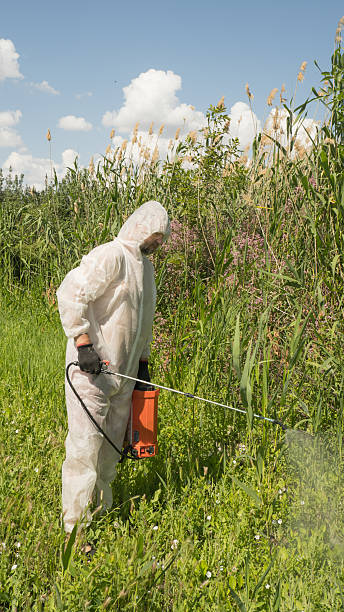 istock A man in a protective suit processes reeds using a poison sprayer. Weed killer. Destruction of grass, weed control. 2223842510