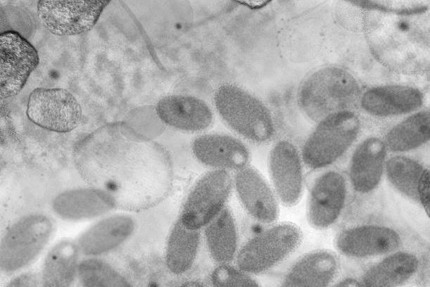istock Close up microscope image of an infectious virus, bacertia, cells or pathogen. 2223846081