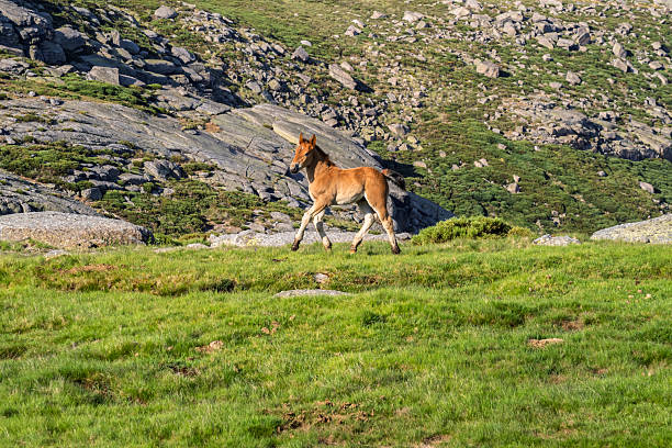 Colt in the mountains