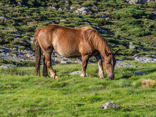 Horse grazing in a mountain meadow