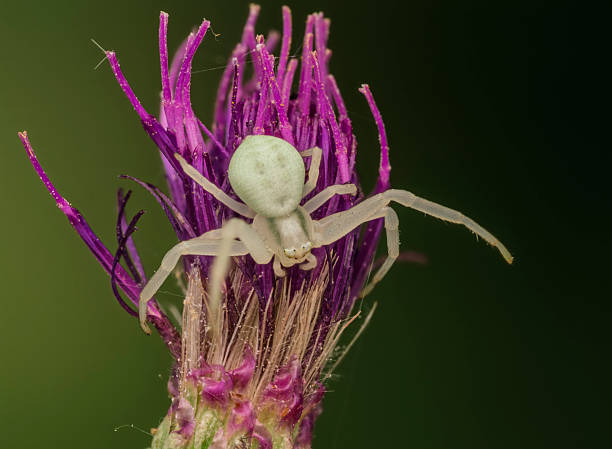 Close-up of a crab spider