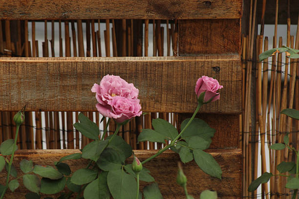 Pink roses on old wooden boards. Valentine's day horizontal banner with a romantic and vintage touch. Mother's day background with roses to express love, gratitude. Copy space for text