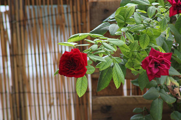 beautiful flowers with vibrant colors and natural lighting