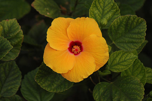 istock beautiful flowers with vibrant colors 2223847814
