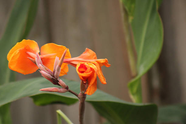 istock beautiful flowers with vibrant colors 2223847881