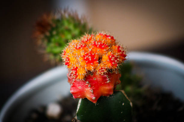 beautiful flowers with vibrant colors and natural lighting