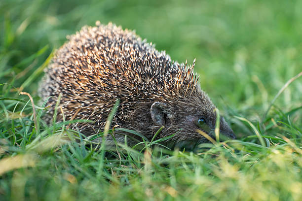 istock Wild hedgehog in green grass outdoors on a summer day 2223847906