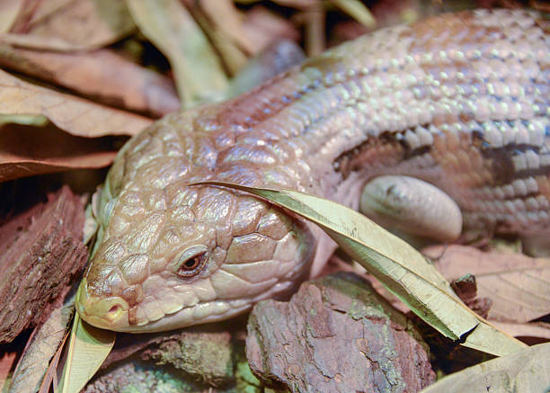 istock Blue-tongued Skink 2223848097