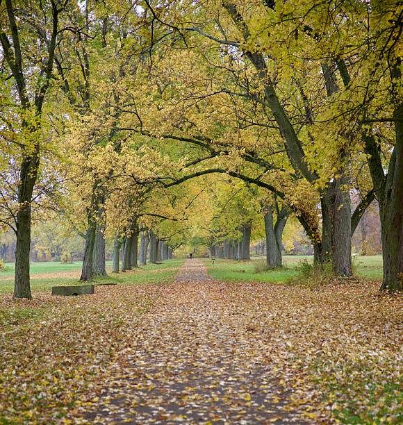 Park pathway covered in fallen leaves