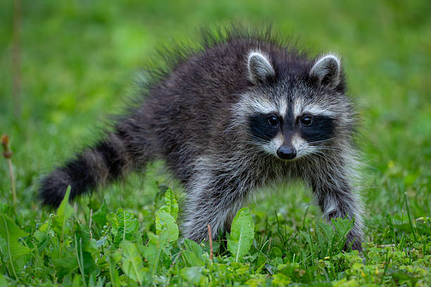 istock Raccoon on the lawn 2223849161