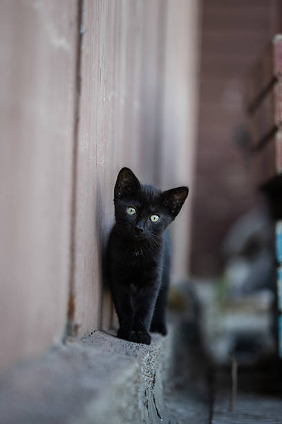 istock Stray kitten is looking at camera while sitting  on the street. 2223849239