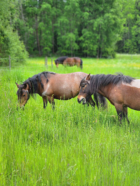 istock Brown horses grazing on grass in the meadow in spring 2223849355