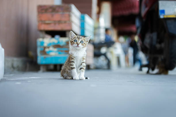 Little stray cat is looking up on the street.\nIstanbul - Turkey