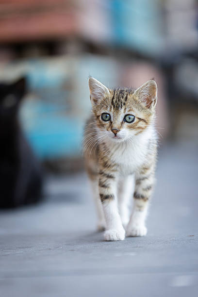 istock Tabby stray kitten is walking on the street. 2223849372