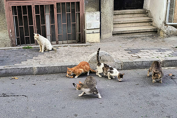 istock CATS IN THE CITY 2223849672