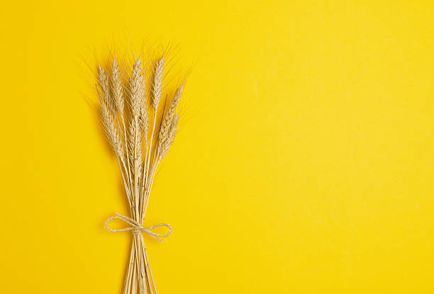 istock Ears of wheat on a yellow 2223852584