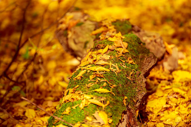 Autumn tree trunk with moss and leaves in the forest. Seasonal fall background, beautiful landscape