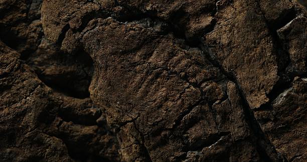 istock Close-up of rough tree bark with deep cracks and dry surface 2223859322