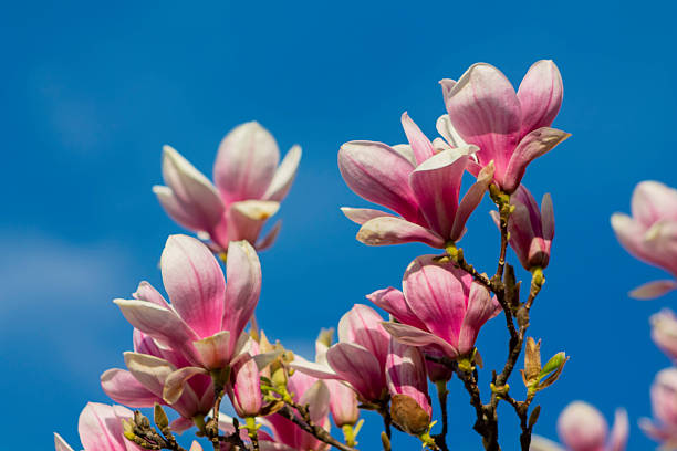 Magnolia tree flowers in blossom in spring in the garden of city park. Magnolioideae botanical garden plant beautiful pink flowers on a tree branch with blue sky on the background
