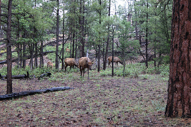 istock elk in the grand canyon 2223860699
