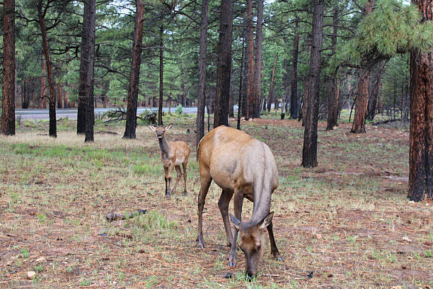 istock elk in the grand canyon 2223860734
