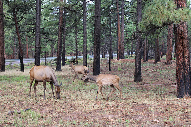 istock elk in the grand canyon 2223860755