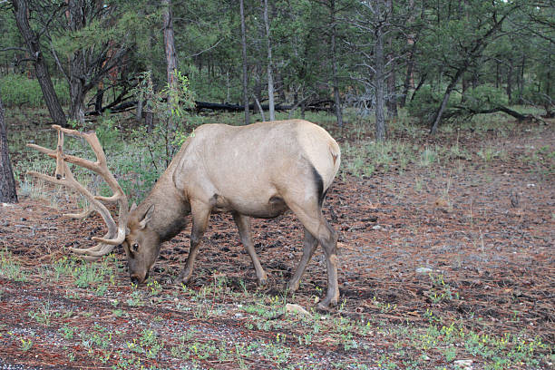 istock elk in the grand canyon 2223860760