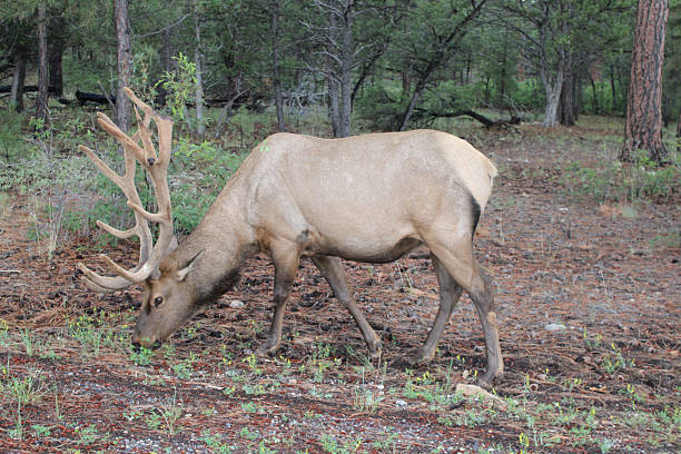 istock elk in the grand canyon 2223860767