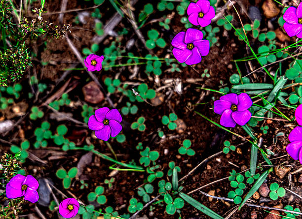 South Africa's unique geographic location is a home for a vast number of plants and flowers.