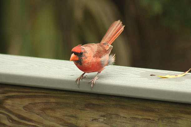 istock northern red male cardinal bird 2223865839