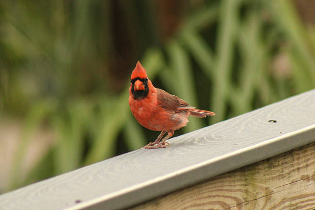 istock northern red male cardinal bird 2223865866