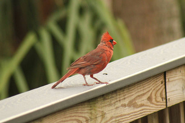 istock northern red male cardinal bird 2223865869