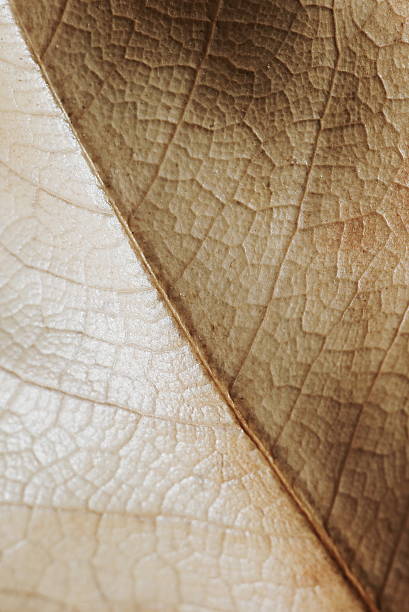 Dried autumnal leaf texture close up macro background. Dry magnolia leaf texture.