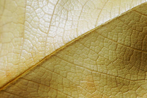 istock Dried autumnal leaf texture close up macro background. Dry magnolia leaf texture. 2223871948