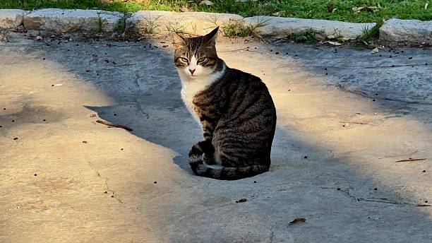 istock An adorable and charming Tabby Cat peacefully sitting and basking in the warm sunlight outside 2223873041