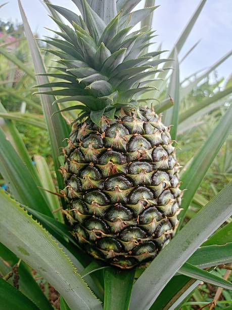 istock Fruit Thai pineapple ,Thai in the garden 2223874840