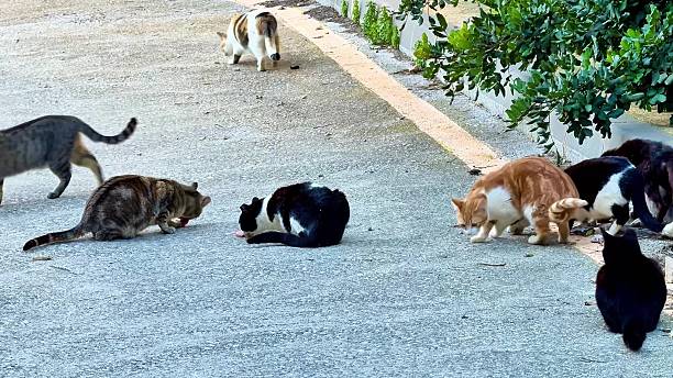 istock Playful and adorable cats can be seen exploring the vibrant outdoors with curiosity 2223875336
