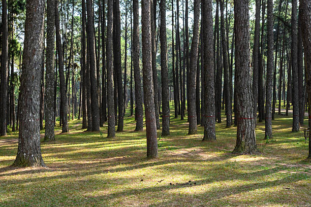 istock a forest of pine trees 2223876635