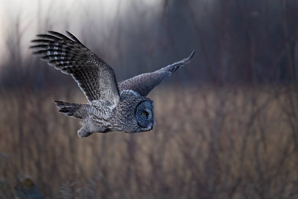 istock Close up of a great gray owl in flight 2223877216