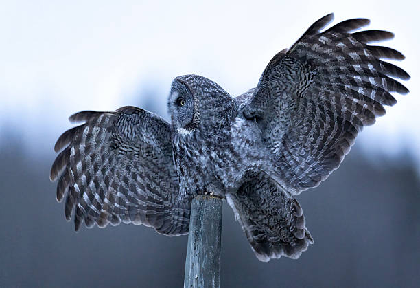 A great gray owl as it stands on a fencepost with its wings outstretched