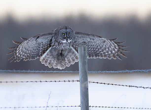 istock A greay gray owl just before it lands on a fence post 2223877460
