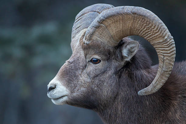 istock Profile of a bighorn ram 2223877511