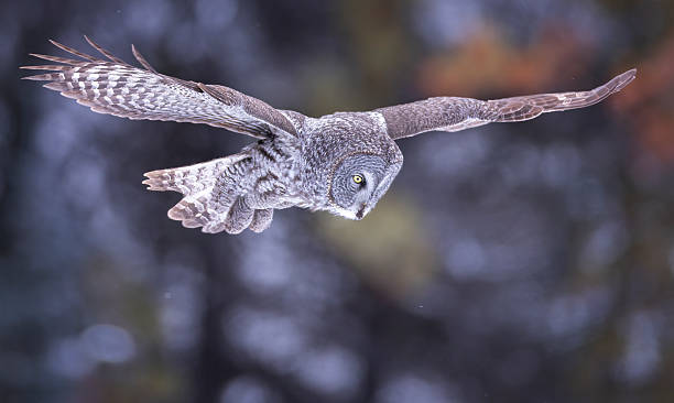 istock A great gray owl hovers in the sky 2223877527