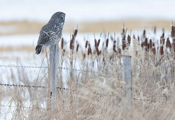 istock A great gray owl perched in a country field in winter 2223877553