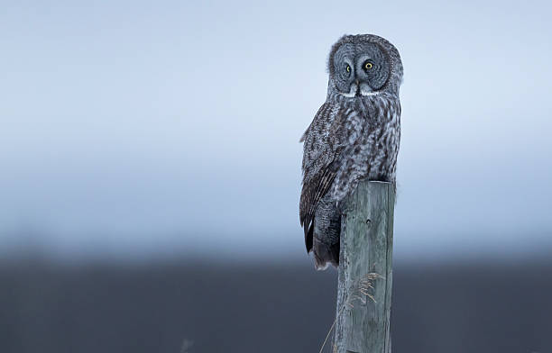 istock A great gray owl on a fence post against a dark blue sky 2223877555