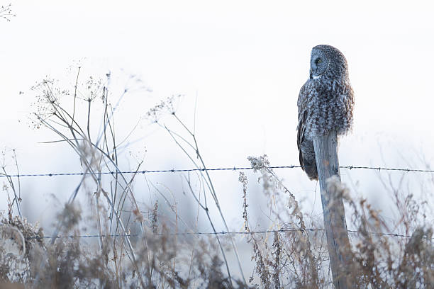 istock A great gray owl sits atop a fence in winter 2223877759