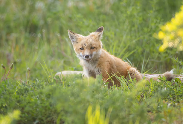 istock A red fox kit looks out from above its den 2223877793