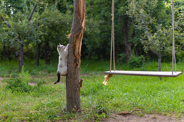 A playful white fluffy kitten with dark spots and blue eyes climbs up a tree trunk that serves as a support for a homemade wooden swing.